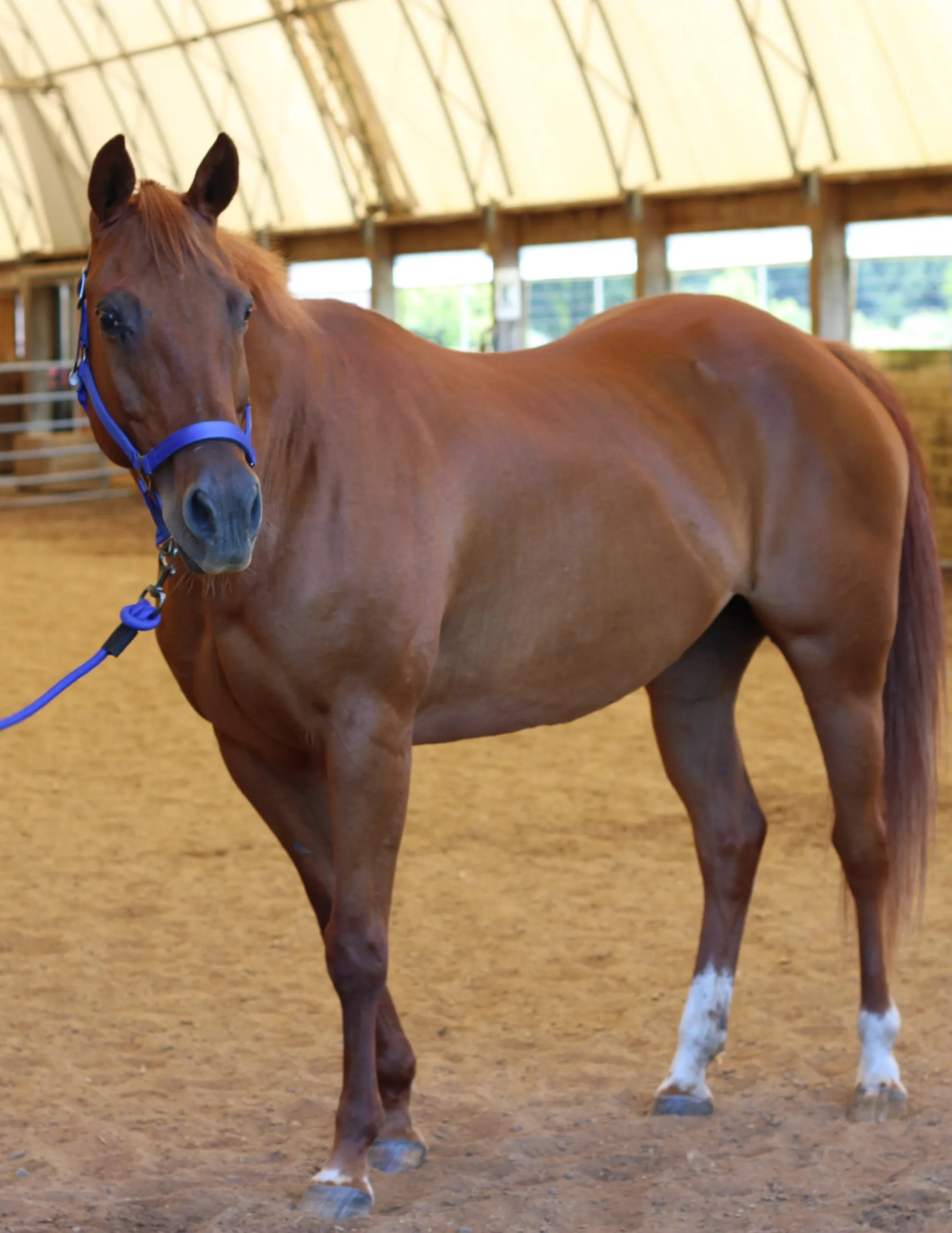 make an impact on The Fowler Center by adopting an animal like Annie, one of our horses