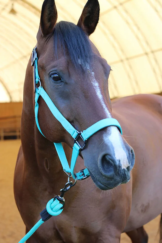 make an impact on The Fowler Center by adopting an animal like Breeze, one of our horses