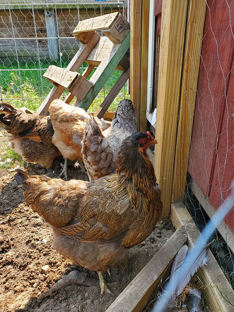 make an impact on The Fowler Center by adopting an animal like any of our chickens