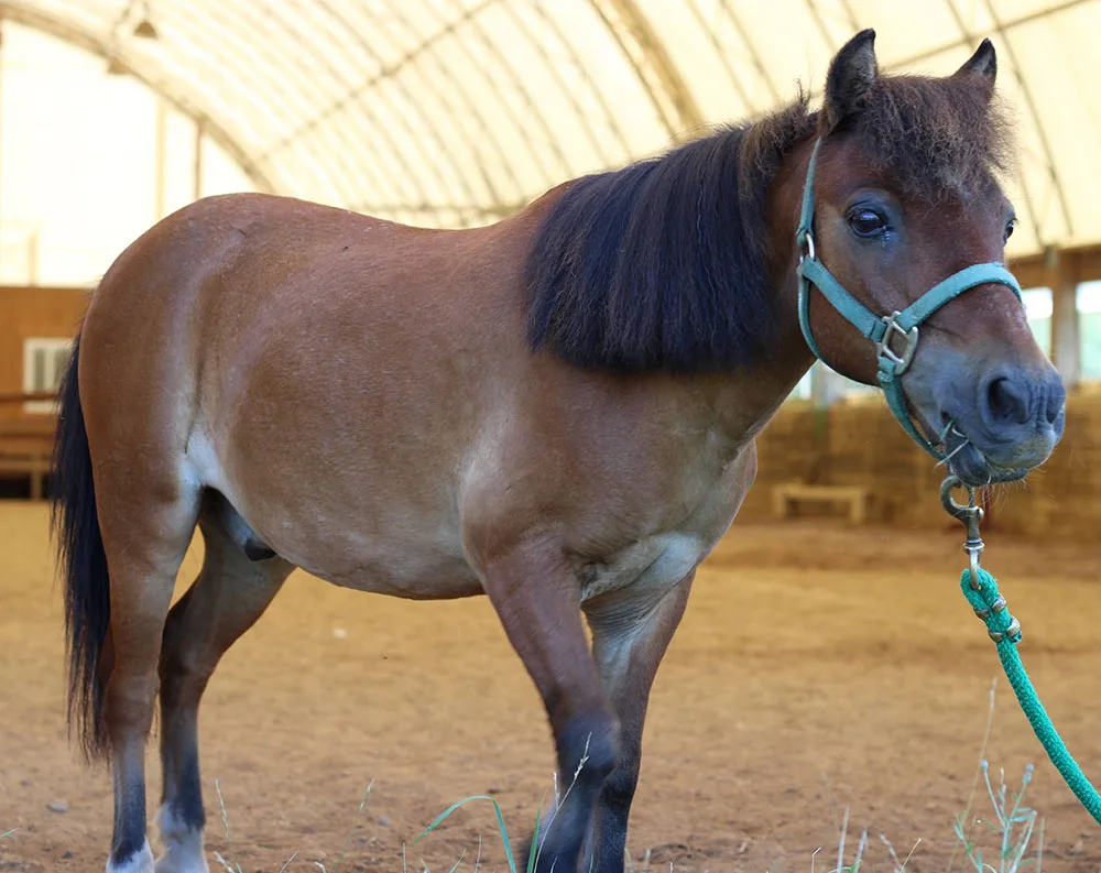 make an impact on The Fowler Center by adopting an animal like Dancer, one of our horses