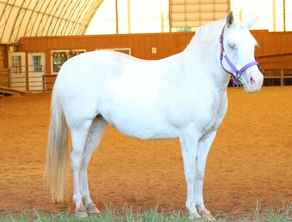 make an impact on The Fowler Center by adopting an animal like Misty, one of our horses