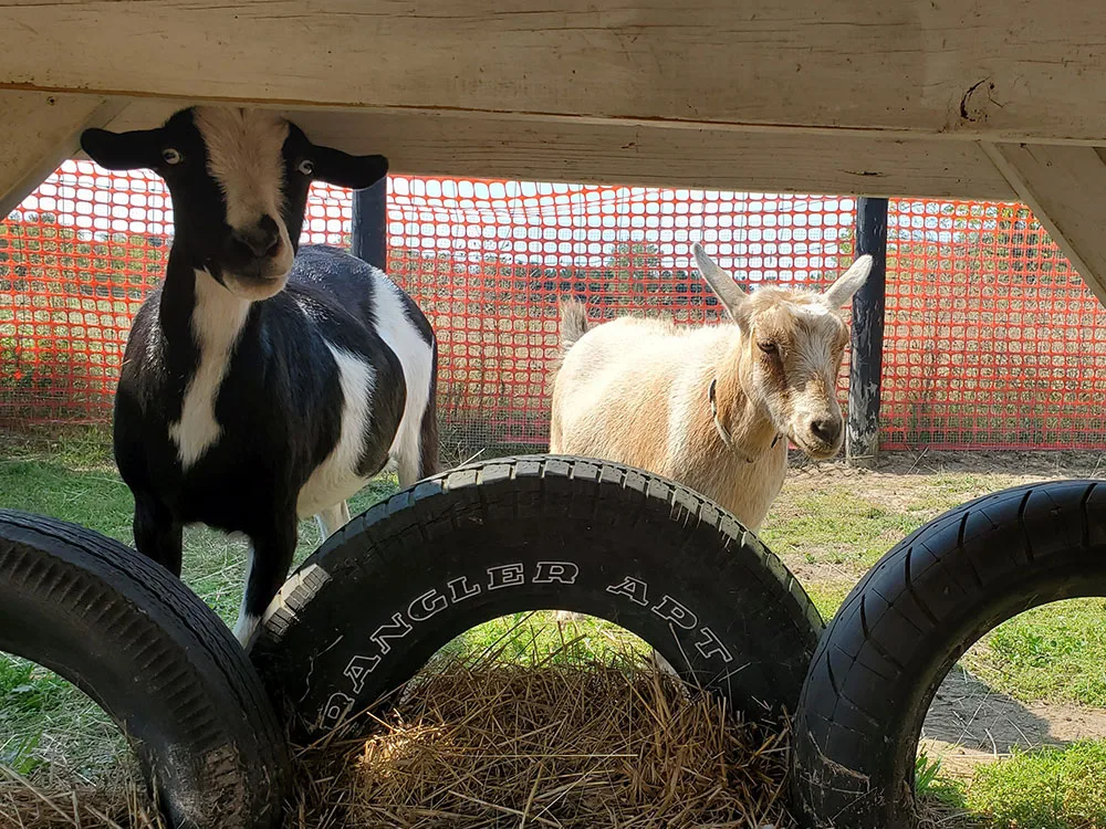 make an impact on The Fowler Center by adopting an animal like Bell or Mrs. Pots, two of our goats