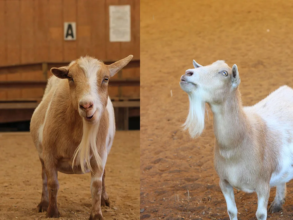 make an impact on The Fowler Center by adopting an animal like Mike or Ike, two of our goats