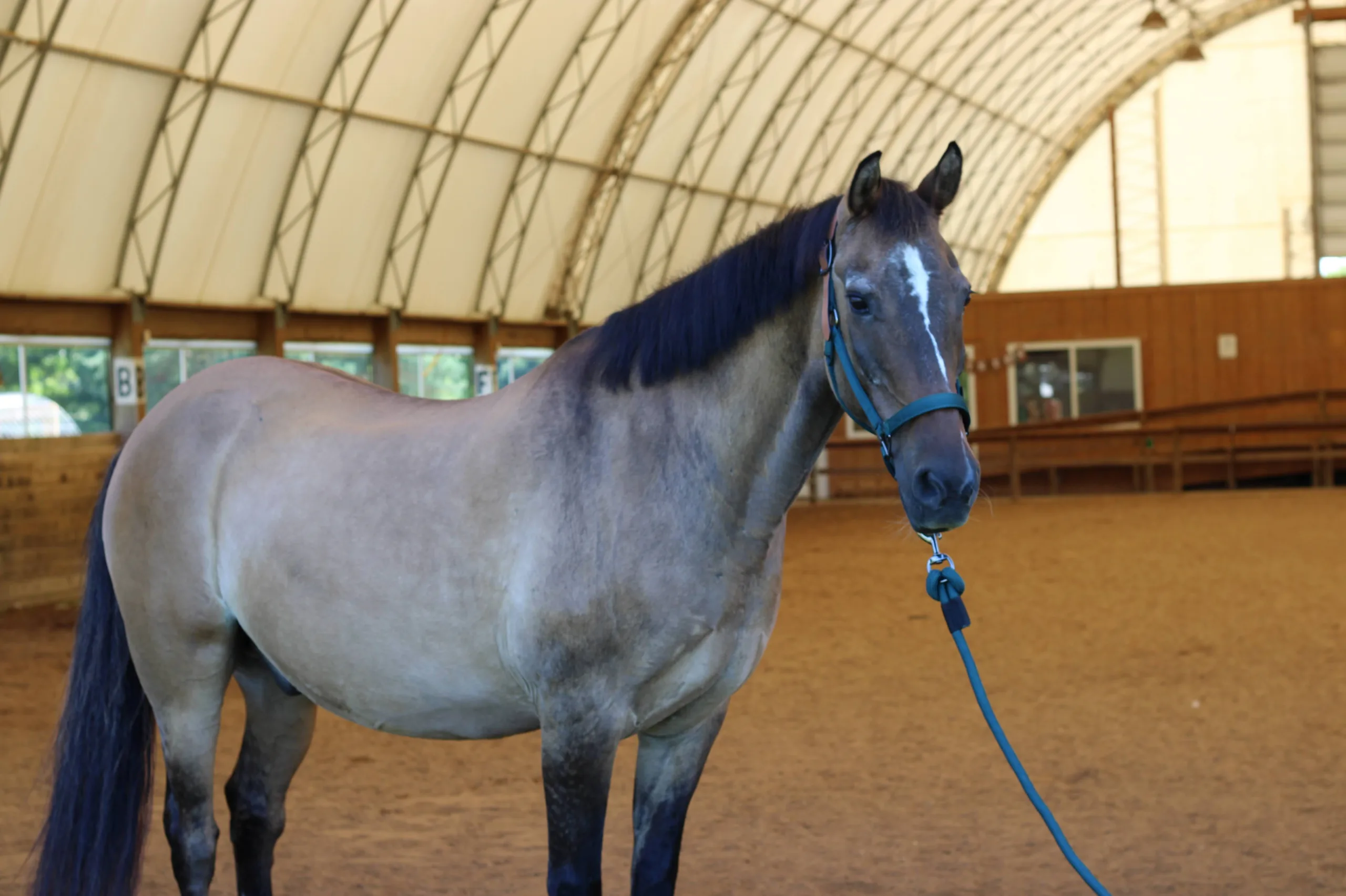 make an impact on The Fowler Center by adopting an animal like Moco, one of our horses