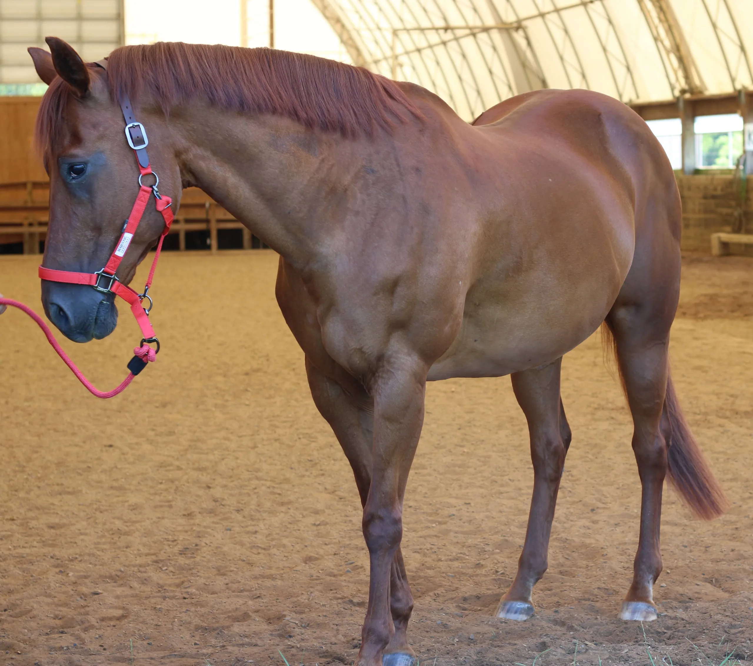 make an impact on The Fowler Center by adopting an animal like Rosie, one of our horses