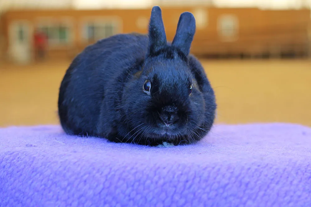 make an impact on The Fowler Center by adopting an animal like Clover, one of our bunnies