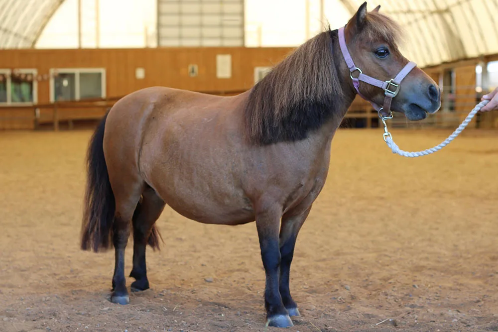 make an impact on The Fowler Center by adopting an animal like Tinkerbell, one of our horses